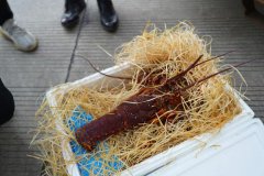 澳洲岩龙恢复进口 双节又添“飞来鲜”