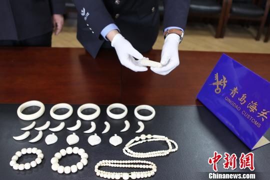 青岛海关立案侦办今年首起象牙走私入境案